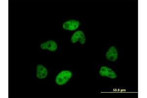 Immunofluorescence of purified MaxPab antibody to SFRS12 on HeLa cell. (SFRS12 抗体  (AA 1-508))