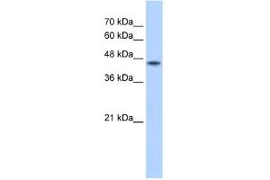 WB Suggested Antibody Titration:  2. (POFUT2 抗体  (C-Term))
