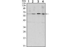 Western blot analysis using CCNB1 mouse mAb against Hela (1), Jurkat (2), K562 (3) and PC-12 (4) cell lysate. (Cyclin B1 抗体)
