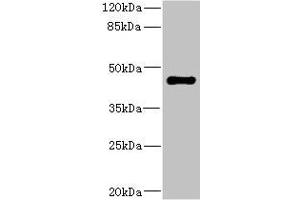 Western blot All lanes: STRADA antibody IgG at 1. (STRADA 抗体  (AA 25-210))