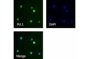 Immunofluorescence (IF) image for anti-Spleen Focus Forming Virus (SFFV) Proviral Integration Oncogene Spi1 (SPI1) antibody (ABIN2666294) (SPI1 抗体)