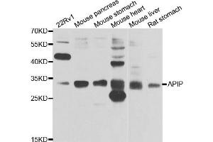 Western blot analysis of extracts of various cell lines, using APIP antibody. (APIP 抗体)