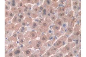 Detection of HPSE in Mouse Liver Tissue using Polyclonal Antibody to Heparanase (HPSE) (HPSE 抗体  (AA 280-412))