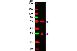 WBM - MOUSE IgG [H&L] Antibody CY5 Conjugated Pre-adsorbed Western Blot of Cy5 conjugated Goat anti-Mouse IgG Pre-adsorbed secondary antibody. (山羊 anti-小鼠 IgG Antibody (Cy5) - Preadsorbed)