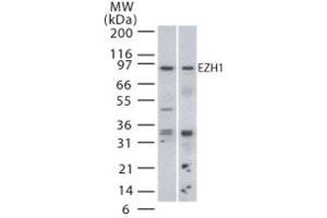 Image no. 1 for anti-Enhancer of Zeste Homolog 1 (EZH1) (AA 350-400) antibody (ABIN208437) (EZH1 抗体  (AA 350-400))