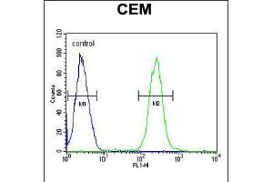 Flow cytometric analysis of CEM cells (right histogram) compared to a negative control cell (left histogram). (ATP6V0A4 抗体  (AA 235-261))
