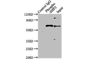 Western Blotting (WB) image for anti-Protein tyrosine Phosphatase, Non-Receptor Type 11 (PTPN11) (pTyr542) antibody (ABIN7127735)