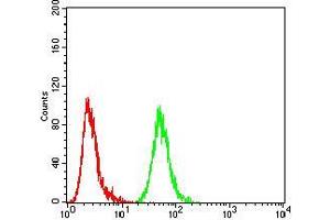 Flow cytometric analysis of MCF-7 cells using ANXA5 mouse mAb (green) and negative control (red). (Annexin V 抗体  (AA 160-320))