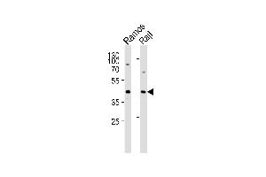 Western blot analysis of lysates from Ramos,RajI cell line (from left to right),using p47 phox Antibody (Ab-304)(ABIN483362 and ABIN1532746).