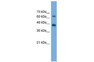 AGK antibody used at 0. (Acylglycerol Kinase 抗体  (N-Term))