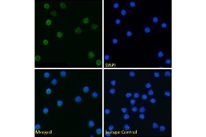 Immunofluorescence staining of fixed mouse splenocytes with anti-Tim-4 antibody 5G3. (Recombinant TIMD4 抗体)