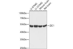 Western blot analysis of extracts of various cell lines, using ZIC1 antibody (ABIN7271537) at 1:1000 dilution. (ZIC1 抗体  (AA 120-210))