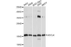 Western blot analysis of extracts of various cell lines, using ASCL4 antibody. (ASCL4 抗体)