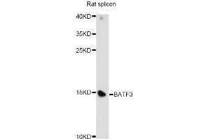 Western blot analysis of extracts of rat spleen, using BATF3 antibody. (BATF3 抗体)