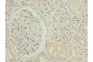 Immunohistochemistry of paraffin-embedded human kidney tissue using ABIN7143931 at dilution of 1:100