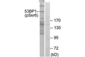 Western blot analysis of extracts from COS7 cells treated with insulin 0. (TP53BP1 抗体  (pSer6))