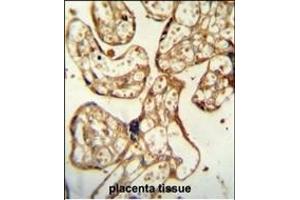 PSG9 Antibody (Center) (ABIN654403 and ABIN2844144) immunohistochemistry analysis in formalin fixed and paraffin embedded human placenta tissue followed by peroxidase conjugation of the secondary antibody and DAB staining. (PSG9 抗体  (AA 108-137))