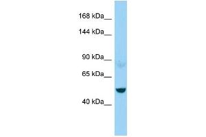 WB Suggested Anti-NEFM Antibody Titration: 1. (NEFM 抗体  (C-Term))