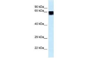 Western Blot showing FAM161A antibody used at a concentration of 1. (FAM161A 抗体  (C-Term))
