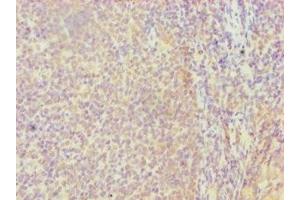 Immunohistochemistry of paraffin-embedded human tonsil tissue using ABIN7152857 at dilution of 1:100 (FGFBP1 抗体  (AA 24-234))