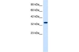 Western Blotting (WB) image for anti-Zinc Finger Protein 2 (ZNF2) antibody (ABIN2461260) (ZNF2 抗体)