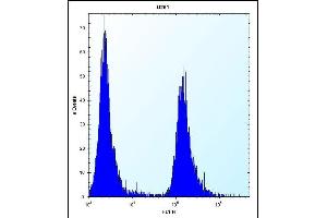 SERPINE1 Antibody (Center) (ABIN656843 and ABIN2846050) flow cytometric analysis of  cells (right histogram) compared to a negative control cell (left histogram). (PAI1 抗体  (AA 188-216))