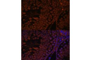 Immunofluorescence analysis of rat testis using TPD52L3 antibody (ABIN7271079) at dilution of 1:100. (TPD52L3 抗体  (AA 1-132))