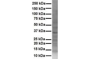 WB Suggested Anti-SOX2 antibody Titration: 1 ug/mL Sample Type: Human Hela (SOX2 抗体  (Middle Region))
