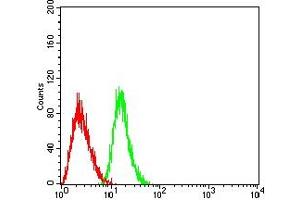 Flow cytometric analysis of HL-60 cells using CD301 mouse mAb (green) and negative control (red). (CLEC10A 抗体  (AA 158-316))