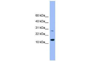 Western Blot showing GLRX2 antibody used at a concentration of 1-2 ug/ml to detect its target protein. (Glutaredoxin 2 抗体  (Middle Region))