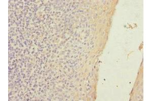 Immunohistochemistry (IHC) image for anti-Solute Carrier Family 23 (Nucleobase Transporters), Member 2 (SLC23A2) (AA 1-90) antibody (ABIN7170174)