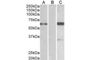Image no. 1 for anti-BAI1-Associated Protein 2 (BAIAP2) (C-Term), (Isoform 3) antibody (ABIN374111) (BAIAP2 抗体  (C-Term, Isoform 3))