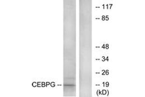 Western Blotting (WB) image for anti-CCAAT/enhancer Binding Protein (C/EBP), gamma (CEBPG) (AA 31-80) antibody (ABIN2889515) (CEBPG 抗体  (AA 31-80))