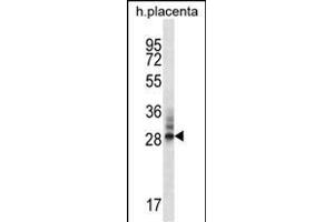 DNAJC27 Antibody (N-term) (ABIN656683 and ABIN2845921) western blot analysis in human placenta tissue lysates (35 μg/lane). (DNAJC27 抗体  (N-Term))