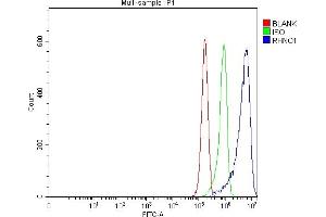Flow Cytometry analysis of RT4 cells using anti-RHNO1 antibody (ABIN7603234). (RHNO1 抗体  (N-Term))