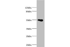 Western blot All lanes: PRMT2 antibody at 4 μg/mL + HL60 whole cell lysate Secondary Goat polyclonal to rabbit IgG at 1/10000 dilution Predicted band size: 50, 32, 38, 33, 34, 26, 32 kDa Observed band size: 50 kDa (PRMT2 抗体  (AA 1-300))