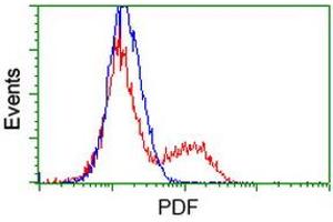 HEK293T cells transfected with either RC205788 overexpress plasmid (Red) or empty vector control plasmid (Blue) were immunostained by anti-PDF antibody (ABIN2454639), and then analyzed by flow cytometry. (GDF15 抗体)