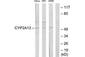 Western Blotting (WB) image for anti-Cytochrome P450, Family 2, Subfamily A, Polypeptide 13 (CYP2A13) (AA 311-360) antibody (ABIN2889942) (CYP2A13 抗体  (AA 311-360))
