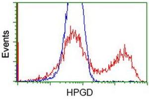 Image no. 1 for anti-Hydroxyprostaglandin Dehydrogenase 15-(NAD) (HPGD) antibody (ABIN1496361) (HPGD 抗体)