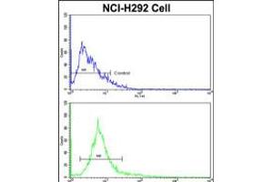 Flow cytometric analysis of NCI-H292 cells using ALKBH8 Antibody (bottom histogram) compared to a negative control cell (top histogram). (ALKBH8 抗体  (C-Term))