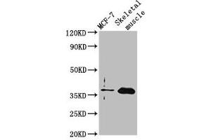 Western Blot Positive WB detected in: MCF-7 whole cell lysate, Rat skeletal muscle tissue All lanes: FBP2 antibody at 3. (FBP2 抗体  (AA 283-339))