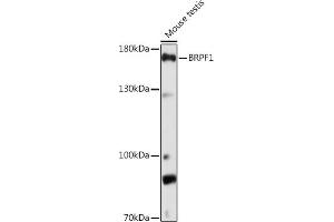 Western blot analysis of extracts of Mouse testis, using BRPF1 Rabbit pAb (ABIN7265938) at 1:1000 dilution. (BRPF1 抗体  (AA 1-200))