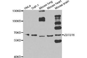 Western blot analysis of extracts of various cell lines, using ZBTB16 antibody. (ZBTB16 抗体)