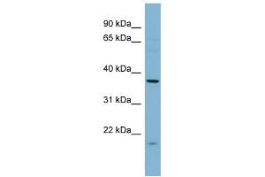 WB Suggested Anti-FNTA Antibody Titration:  0. (FNTA 抗体  (N-Term))