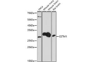 Western blot analysis of extracts of various cell lines, using (ABIN7267443) at 1:1000 dilution. (GSTM1 抗体  (AA 1-181))