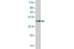 Western Blot detection against Immunogen (36. (HOXA5 抗体  (AA 171-270))