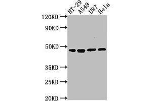 Western Blot Positive WB detected in: HT-29 whole cell lysate, A549 whole cell lysate, U87 whole cell lysate, Hela whole cell lysate All lanes: DPEP1 antibody at 1:2000 Secondary Goat polyclonal to rabbit IgG at 1/50000 dilution Predicted band size: 46 kDa Observed band size: 46 kDa (DPEP1 抗体  (AA 23-252))