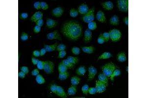 IF analysis of Bag5 using anti-Bag5 antibody (ABIN5518812). (BAG5 抗体  (AA 389-447))