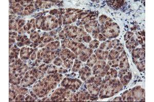 Image no. 3 for anti-Haloacid Dehalogenase-Like Hydrolase Domain Containing 1 (HDHD1) antibody (ABIN1498625) (HDHD1 抗体)
