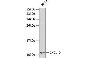 Western blot analysis of extracts of HeLa cells using CXCL10 Polyclonal Antibody.